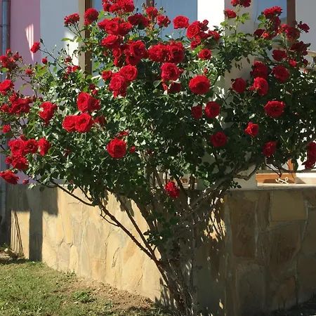 Tatil Evi Sunny Hill Holiday Kosharitsa